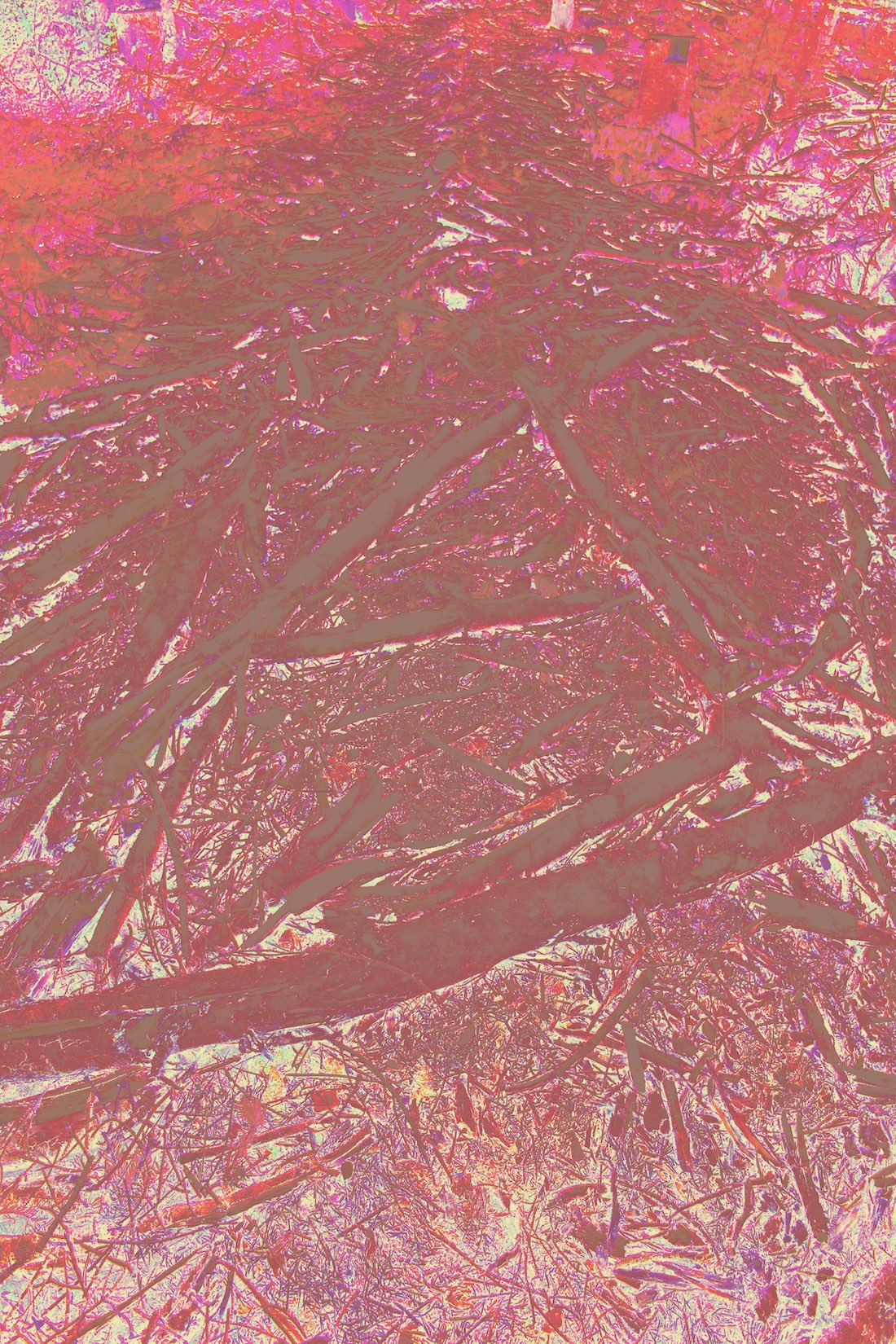 bloody forest